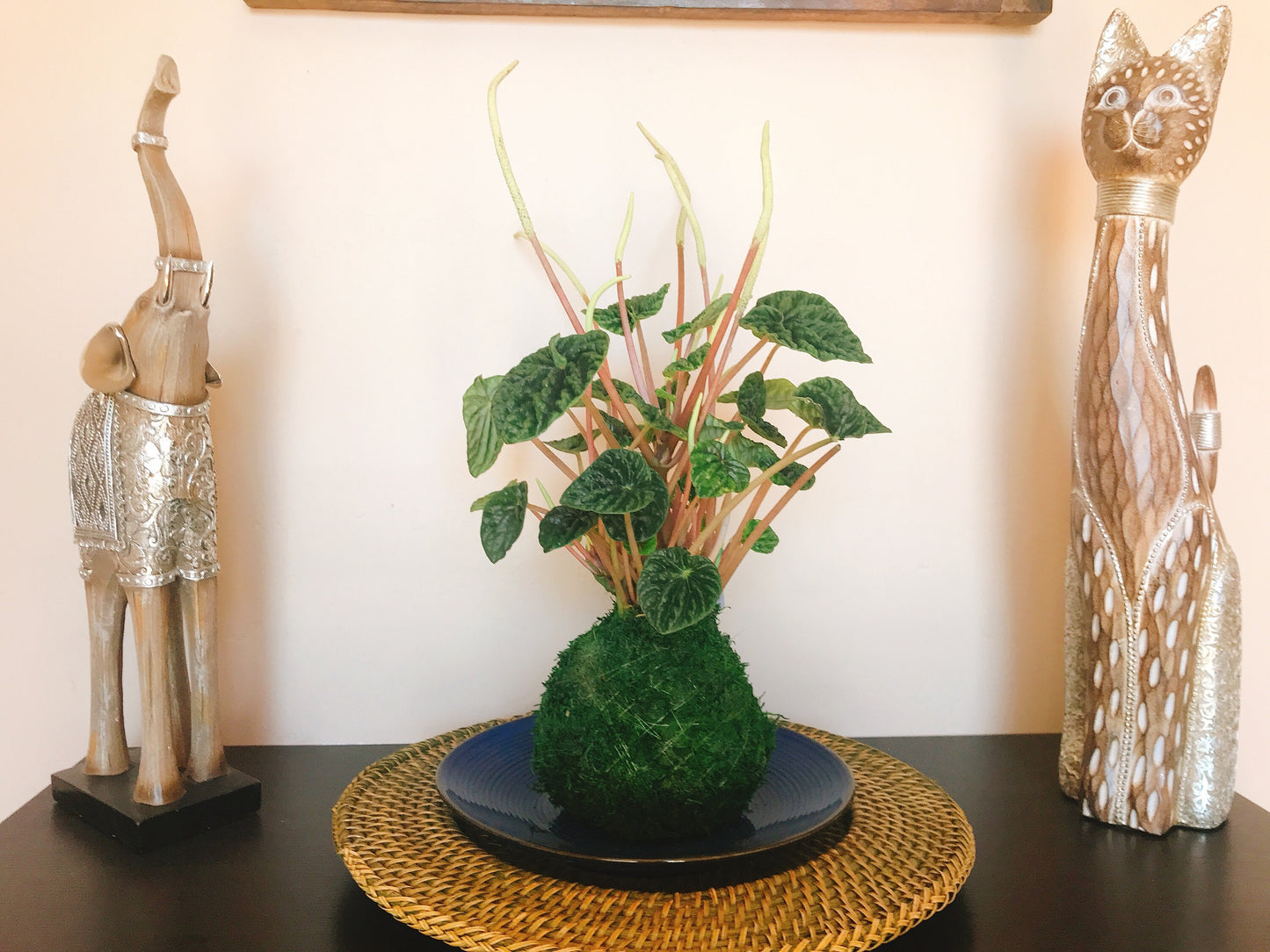 Peperomia caperata emerald ripple, Kokedama, Japanese traditional indoor moss ball garden