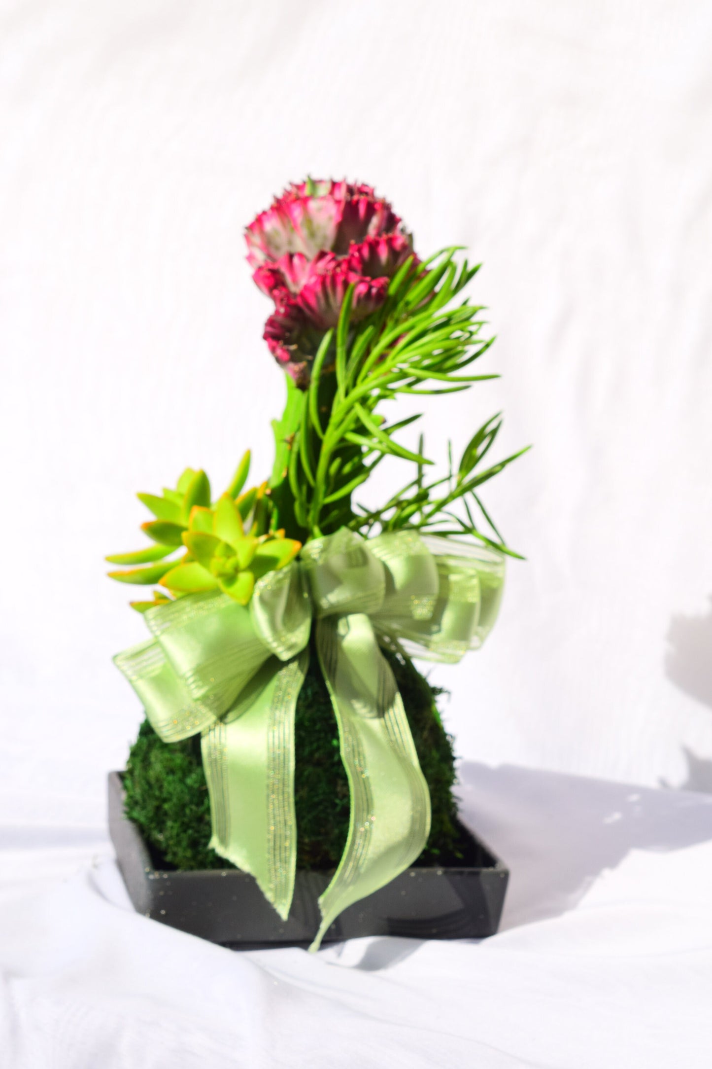 Coral Cactus with succulent combo Kokedama - Japanese Living Art - Moss ball