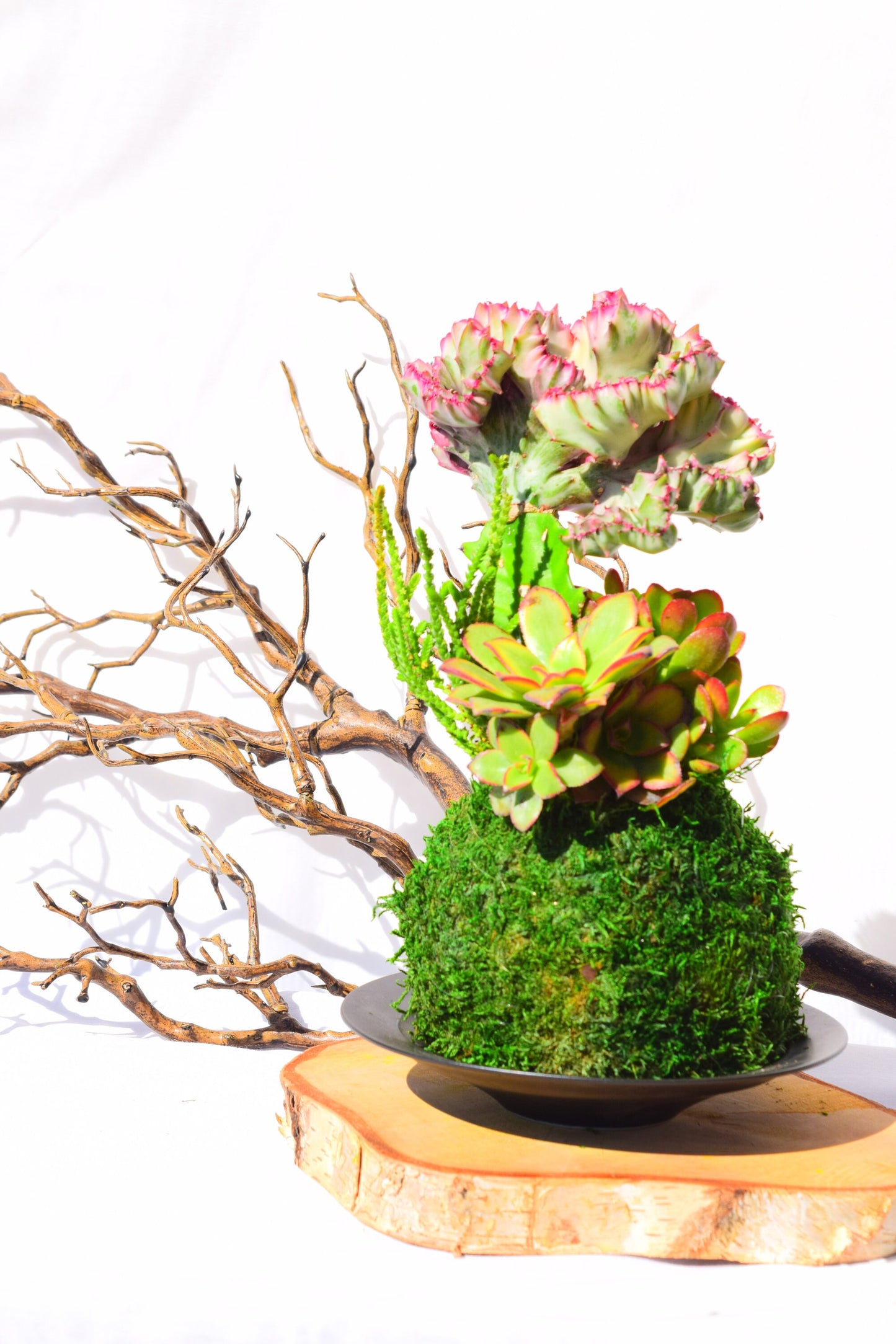 Coral Cactus with succulent combo Kokedama - Japanese Living Art - Moss ball