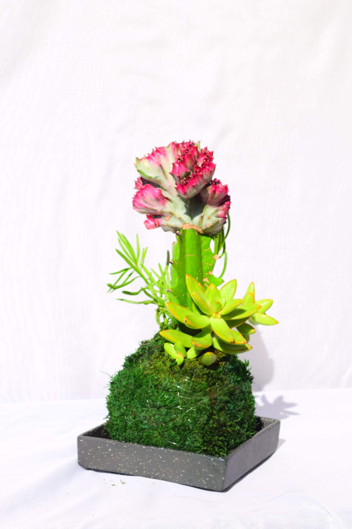 Coral Cactus with succulent combo Kokedama - Japanese Living Art - Moss ball