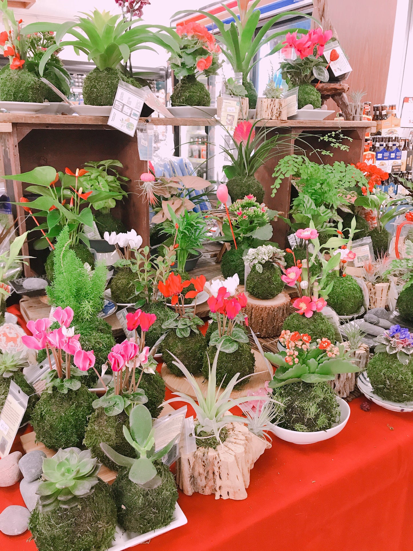 Kokedama - mossball, Mini Cyclamen Kokedama