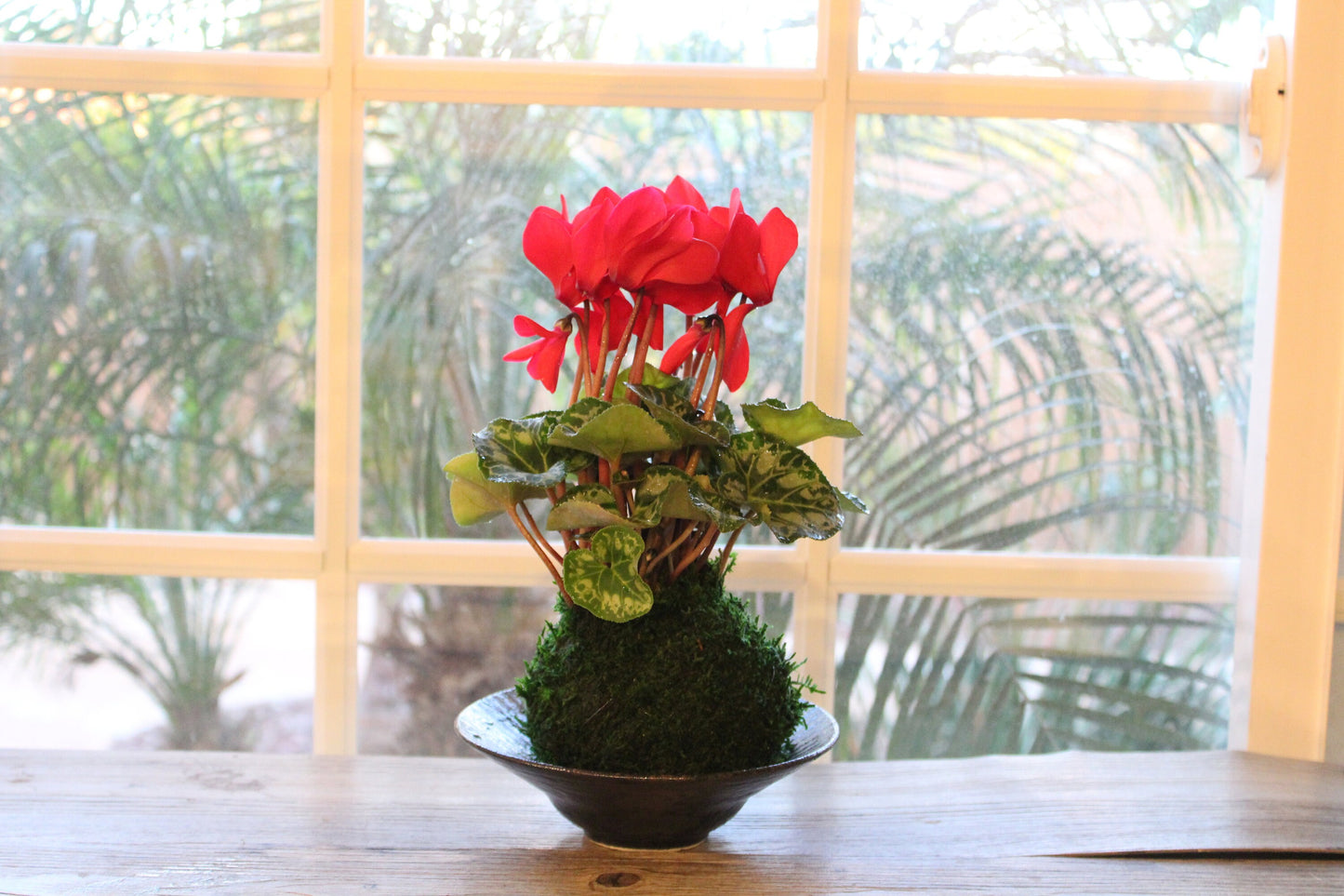 Cyclamen Kokedama - Moss ball with beautiful color flower. Best gift for Mother's Day, Valentine-day or holiday!
