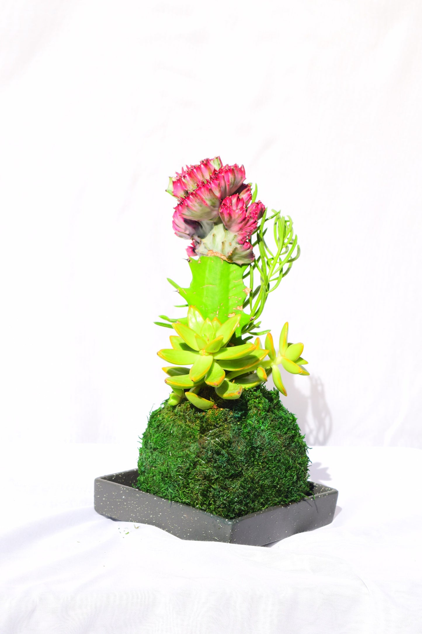Coral Cactus with succulent combo Kokedama - Japanese Living Art - Moss ball