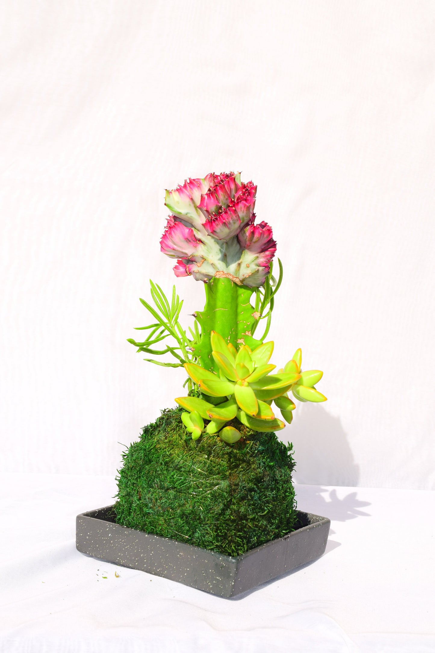 Coral Cactus with succulent combo Kokedama - Japanese Living Art - Moss ball
