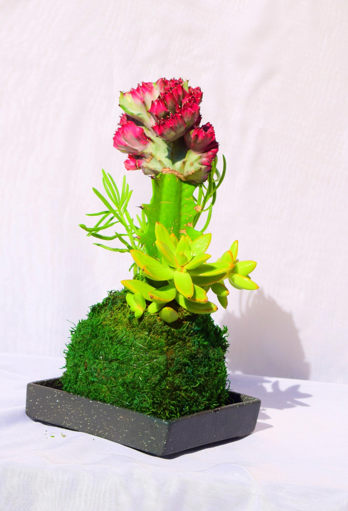 Coral Cactus with succulent combo Kokedama - Japanese Living Art - Moss ball