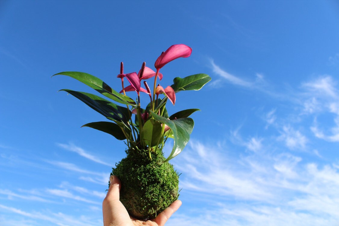 Pink (purple) Anthurium Kokedama - Bonsai Moss Ball, anthrium, beautiful soft purple color. Peaceful, healing, filles with love gift.