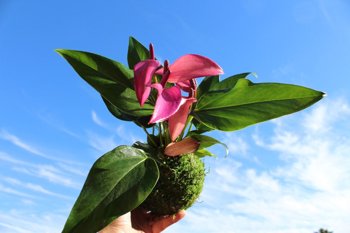 Pink (purple) Anthurium Kokedama - Bonsai Moss Ball, anthrium, beautiful soft purple color. Peaceful, healing, filles with love gift.