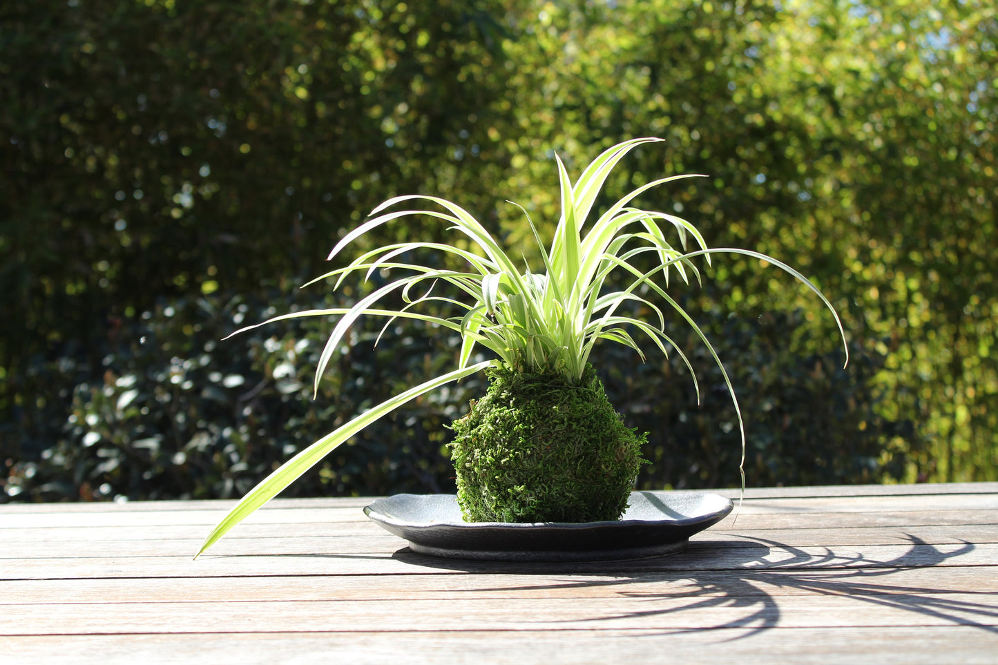 Spider plant (Chlorophytum comosum) Kokedama - Moss ball, One of NASA’s ‘Top Clean Air Plants!
