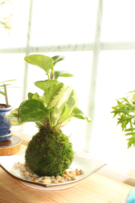 Peperomia variegated Kokedama, Japanese traditional indoor moss ball garden