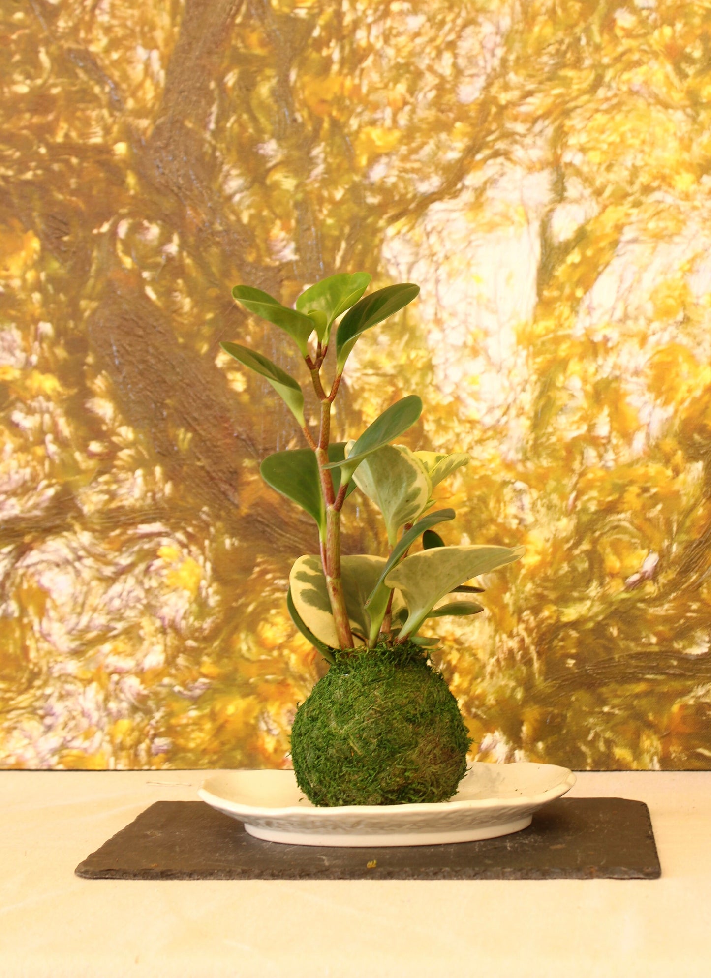 Peperomia variegated Kokedama, Japanese traditional indoor moss ball garden