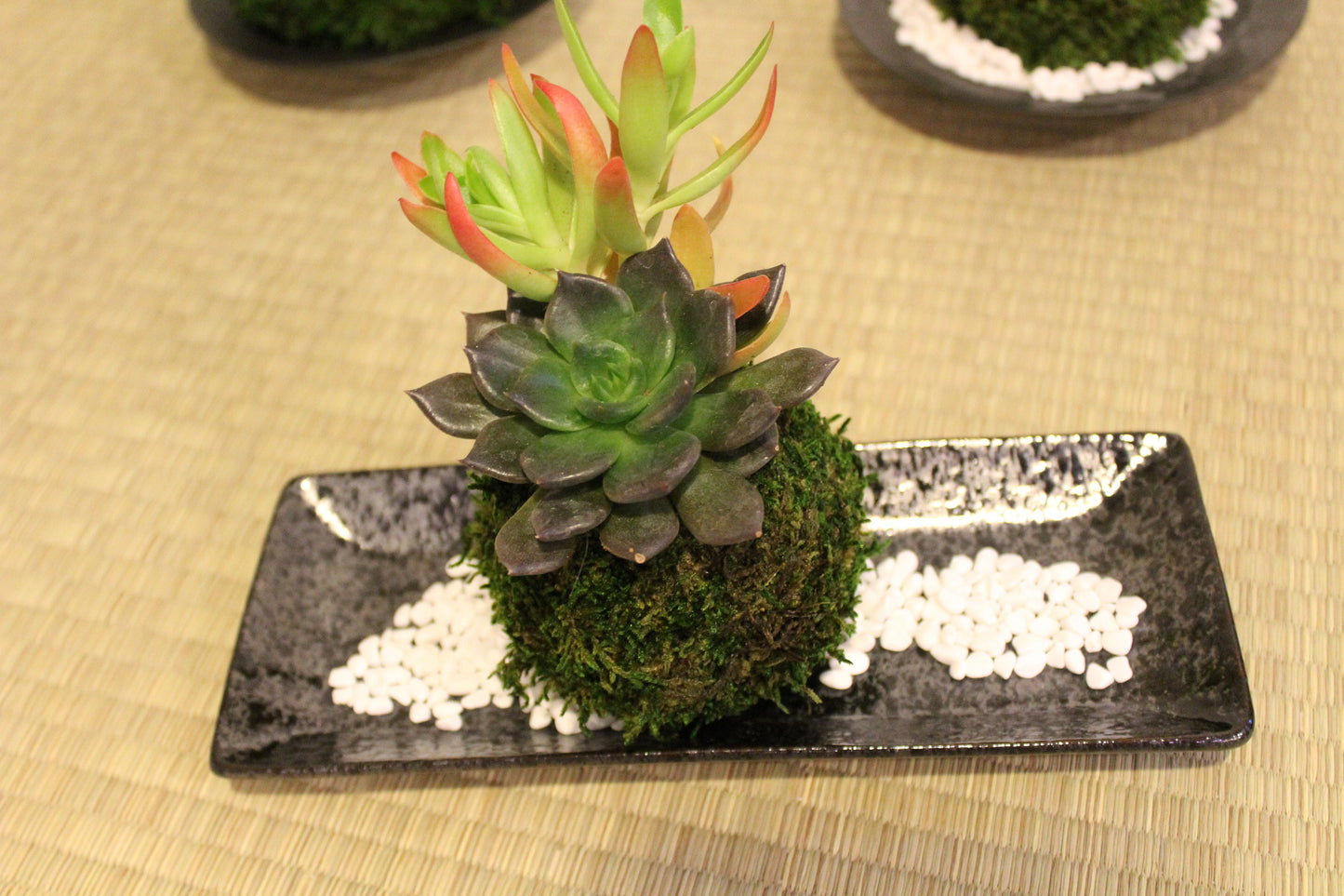 Arranged Succulent Kokedama - Moss ball