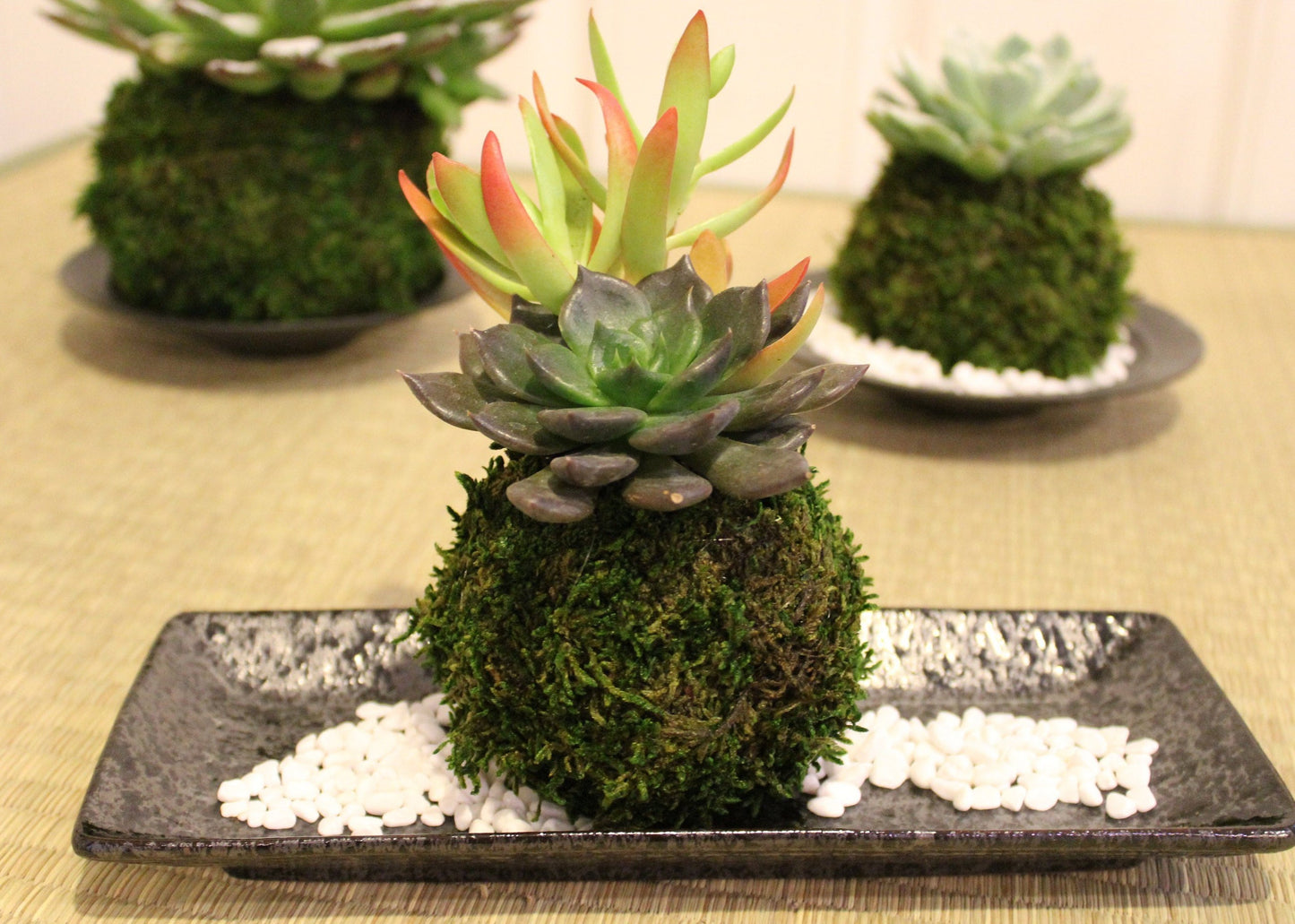 Arranged Succulent Kokedama - Moss ball