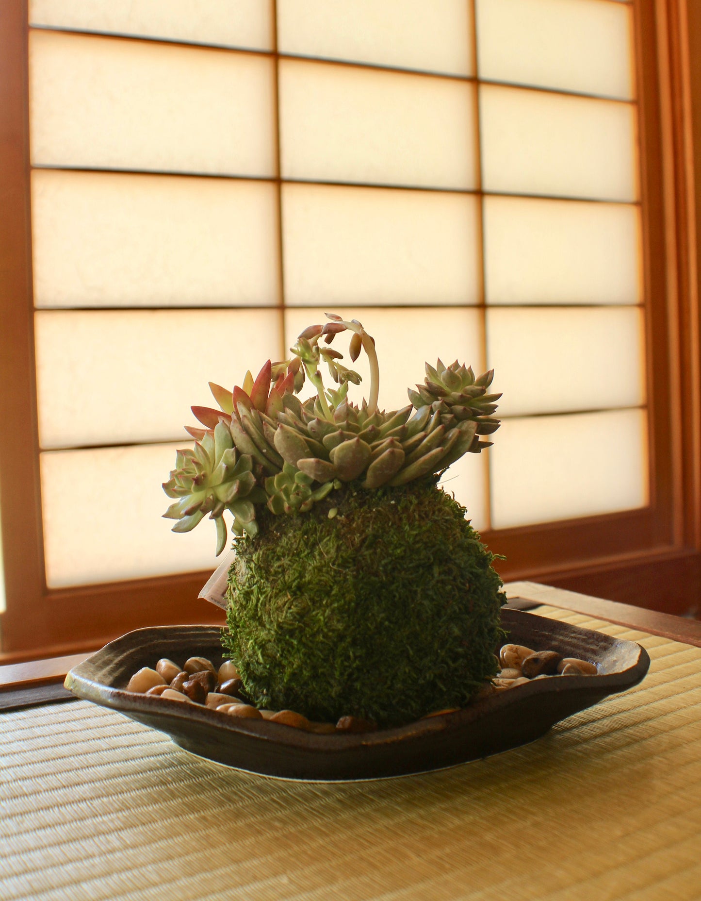 Assorted arranged Succulent Kokedama - Moss ball