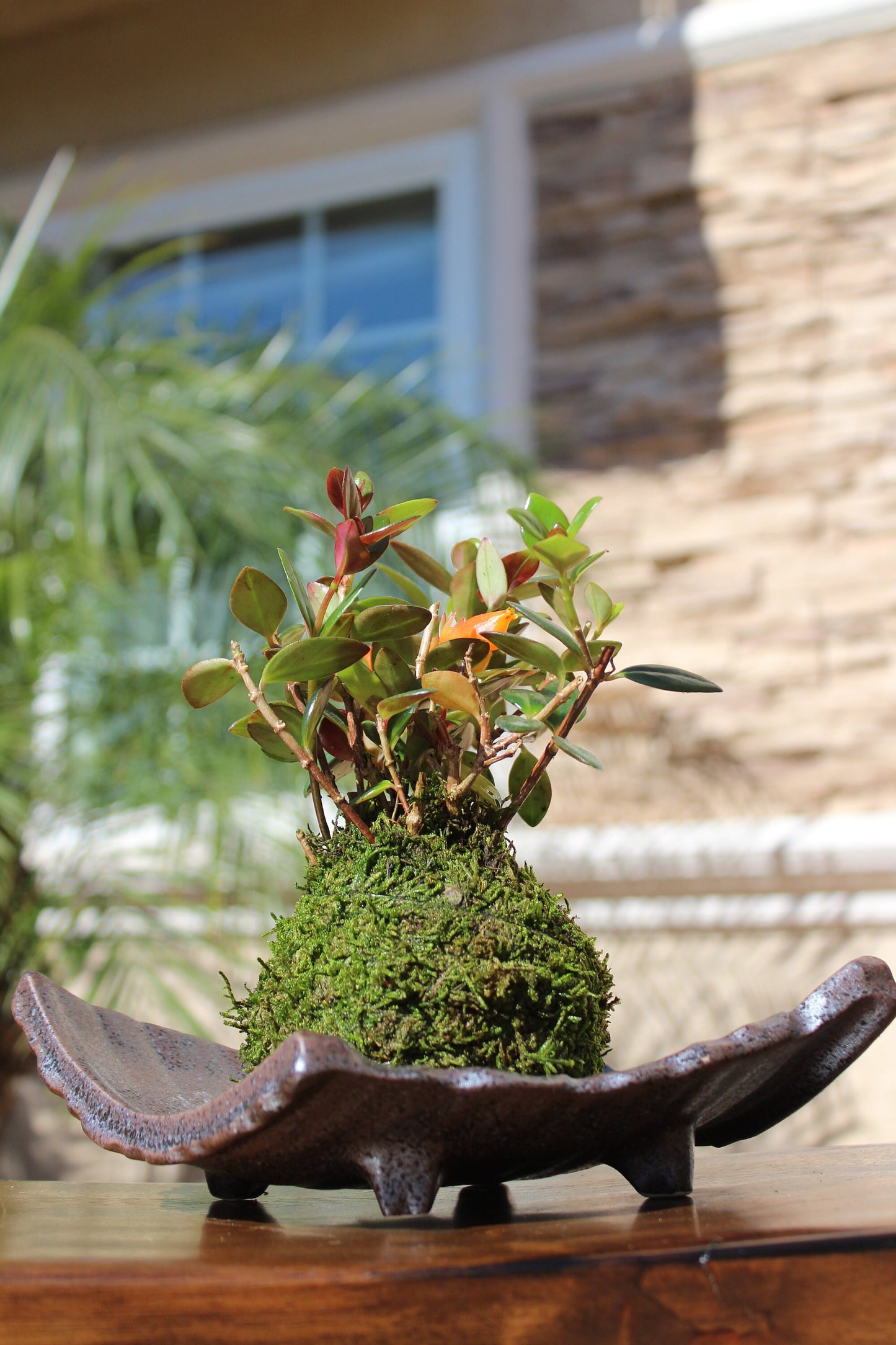 Gold Fish Kokedama - Moss ball - Japanese Living Art