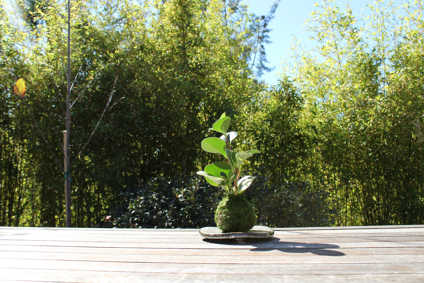 Peperomia variegated Kokedama, Japanese traditional indoor moss ball garden