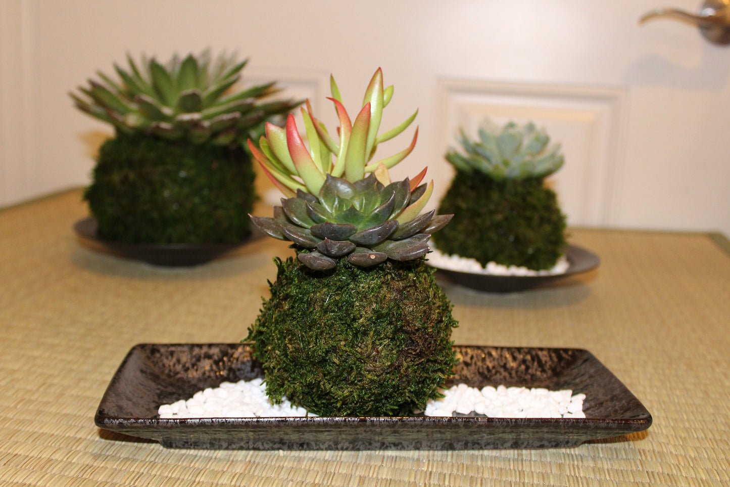 Arranged Succulent Kokedama - Moss ball