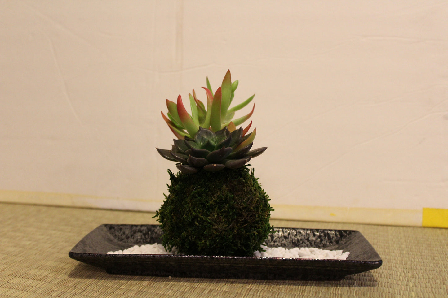 Arranged Succulent Kokedama - Moss ball