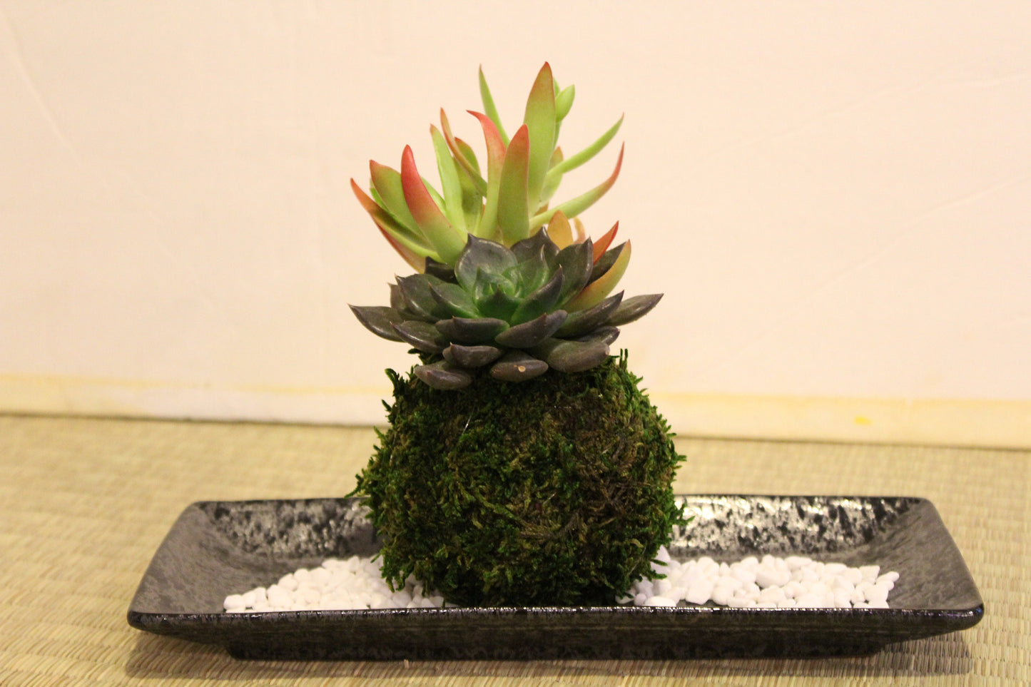 Arranged Succulent Kokedama - Moss ball