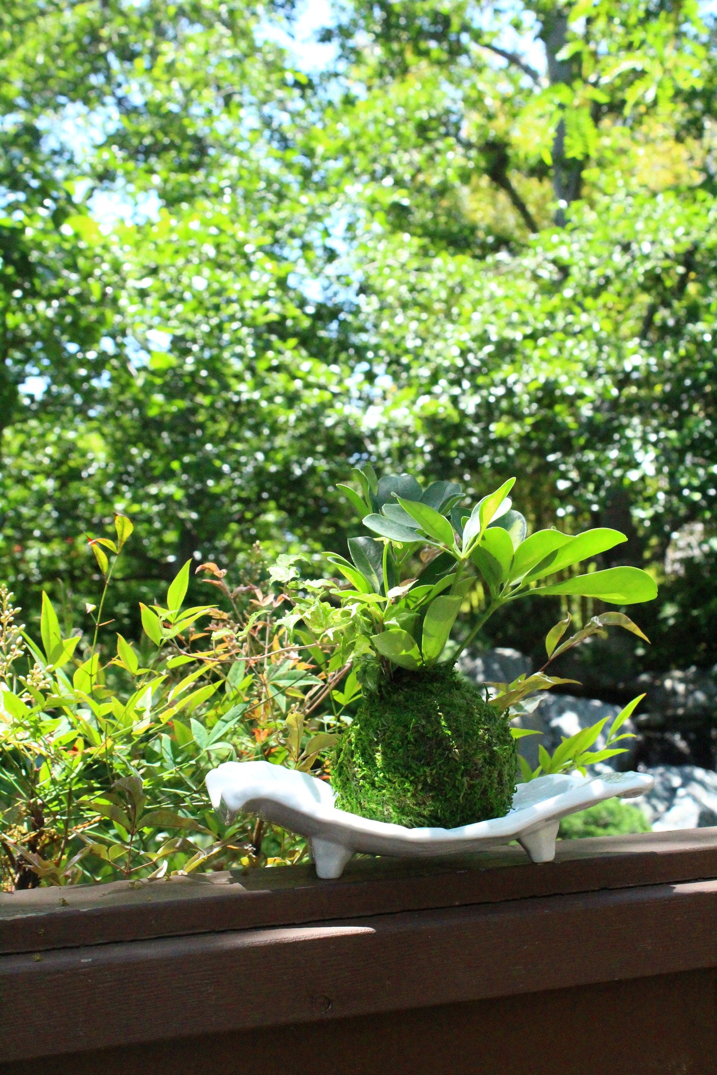 Arranged Kokedama, Schefflera with Ivy- Moss ball, Japanese indoor botanical art, spin-off of Bonsai.
