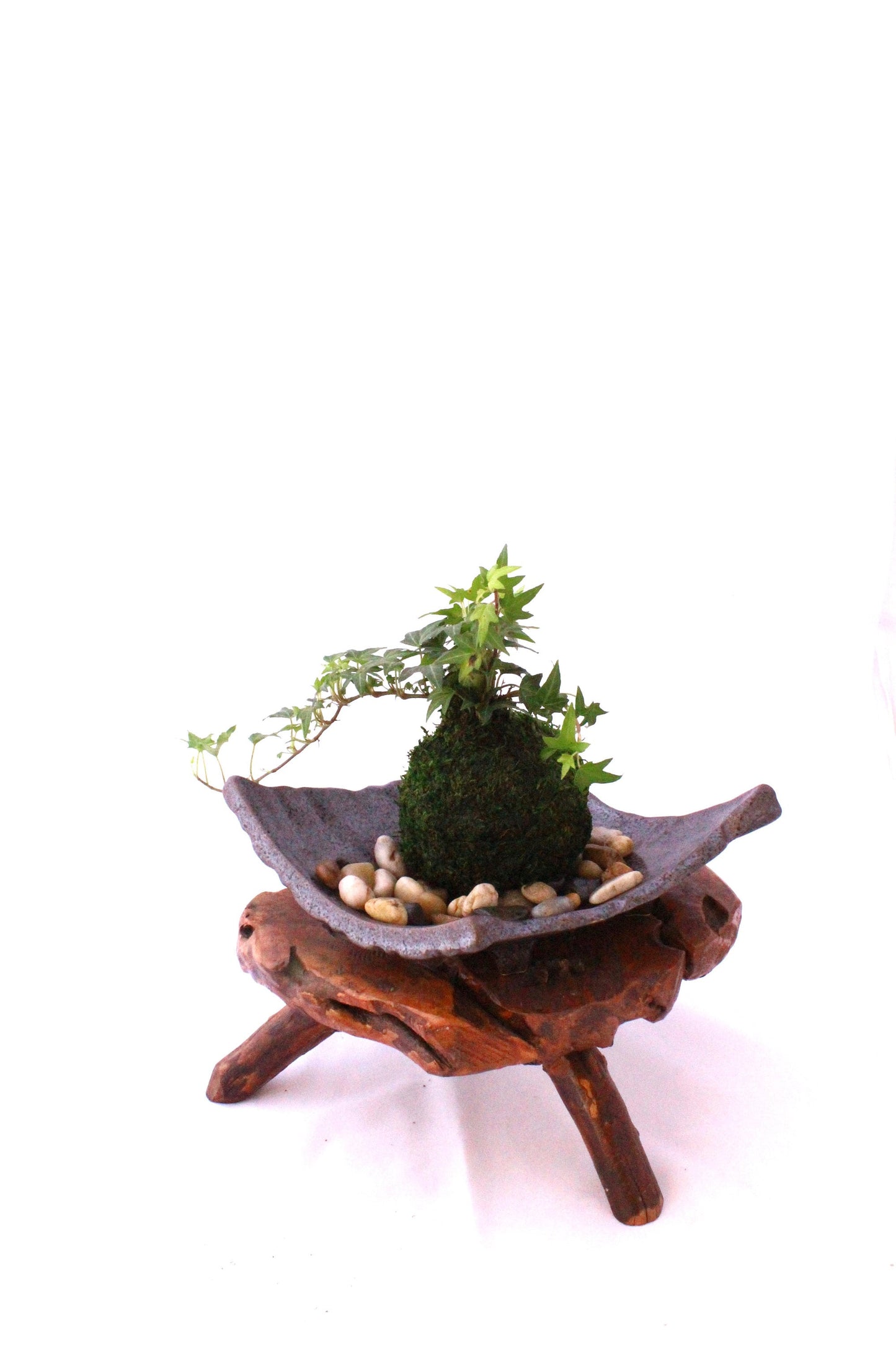 Mini Ivy Kokedama - Japanese botanical art, moss-ball with live ivy plant.