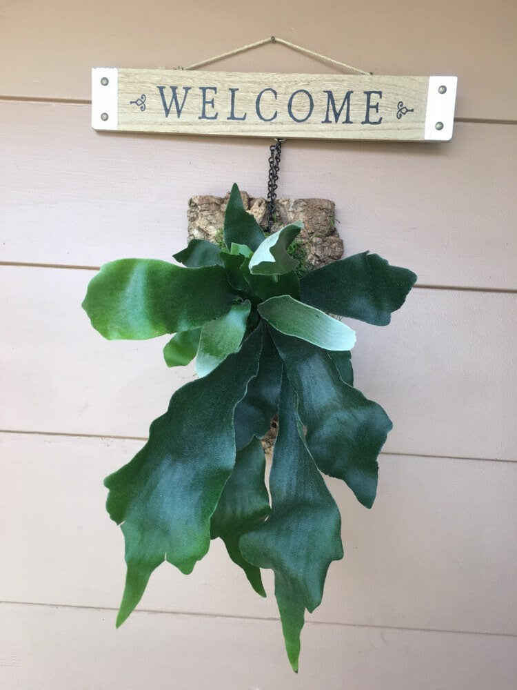 Staghorn kokedama mounted on cork board. Japanese traditional indoor garden technique - Kokedama - Moss ball with Staghorn