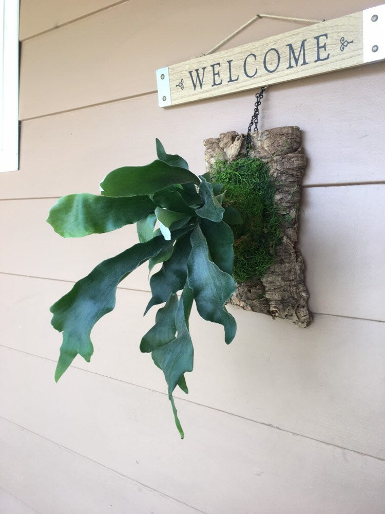 Staghorn kokedama mounted on cork board. Japanese traditional indoor garden technique - Kokedama - Moss ball with Staghorn