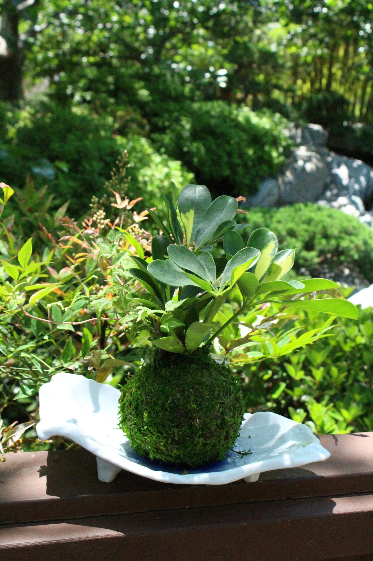 Arranged Kokedama, Schefflera with Ivy- Moss ball, Japanese indoor botanical art, spin-off of Bonsai.