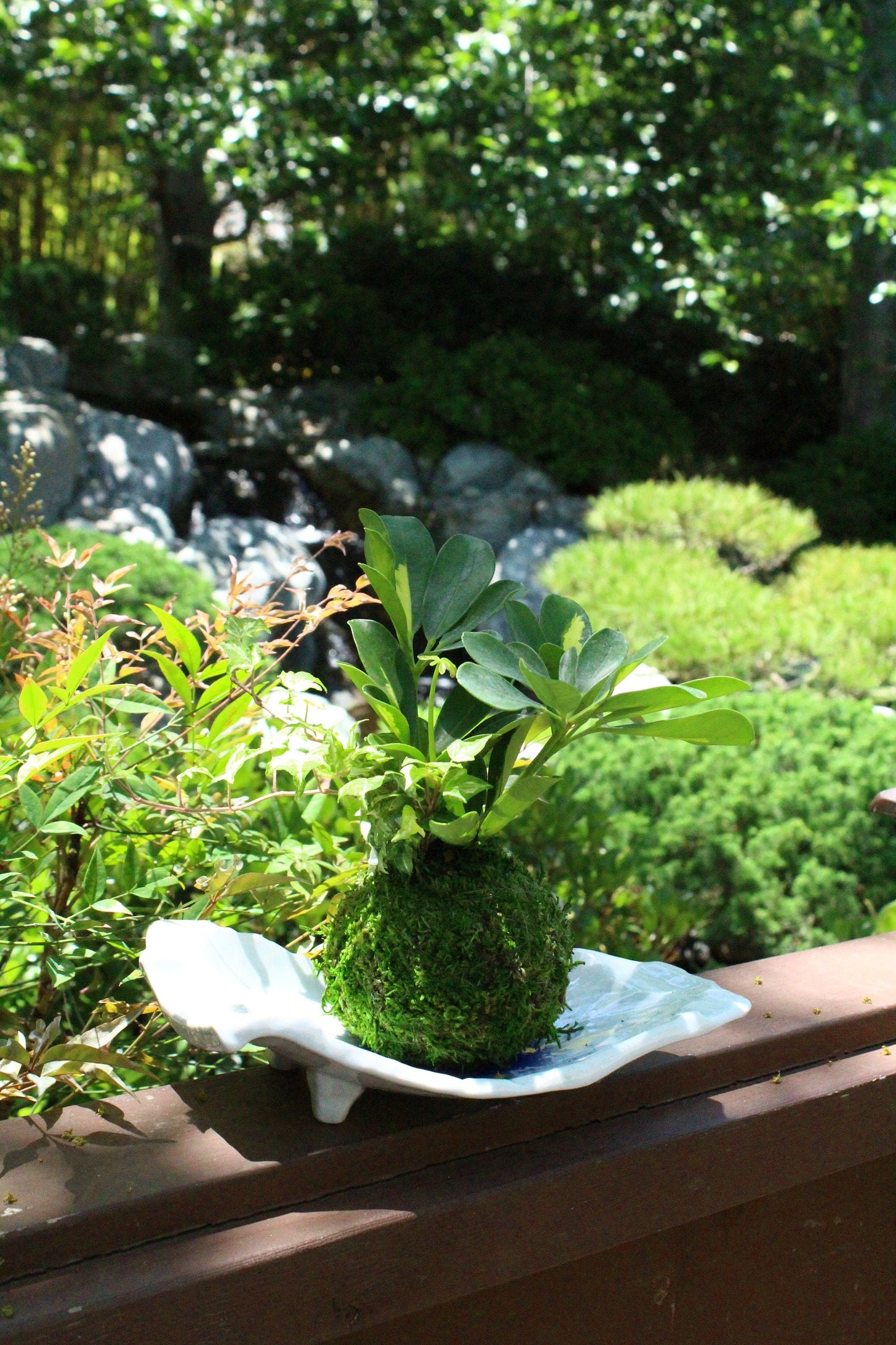 Arranged Kokedama, Schefflera with Ivy- Moss ball, Japanese indoor botanical art, spin-off of Bonsai.