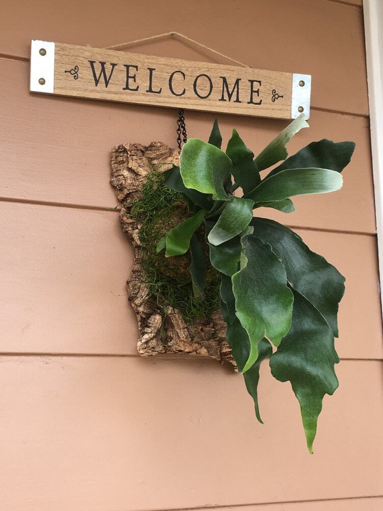 Staghorn kokedama mounted on cork board. Japanese traditional indoor garden technique - Kokedama - Moss ball with Staghorn