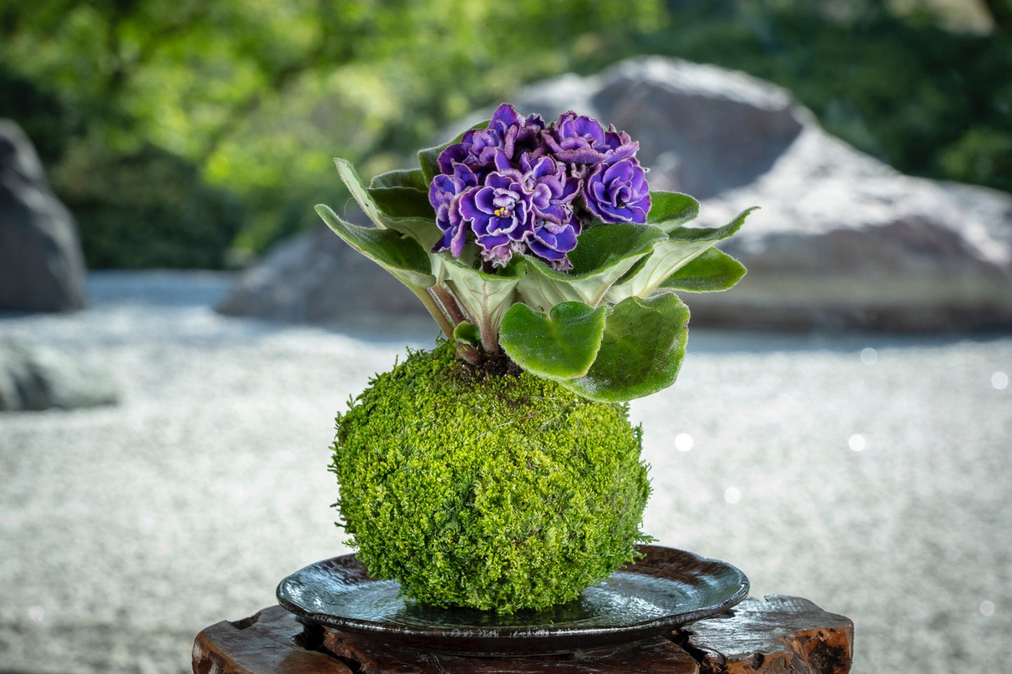 African Violet Kokedama - Moss ball, purple African Violet! Keep bloom perennial flowering plants.-