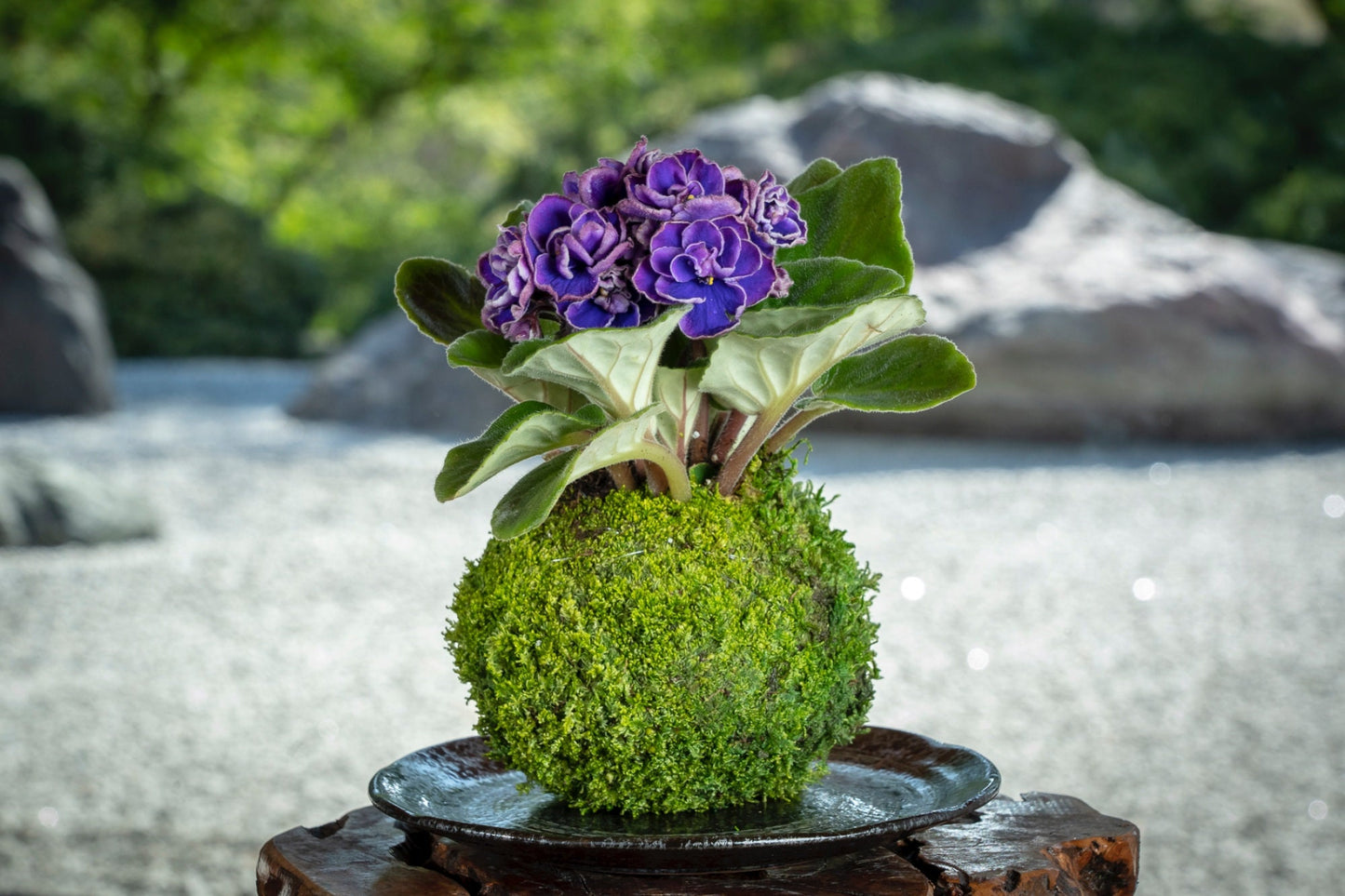 African Violet Kokedama - Moss ball, purple African Violet! Keep bloom perennial flowering plants.