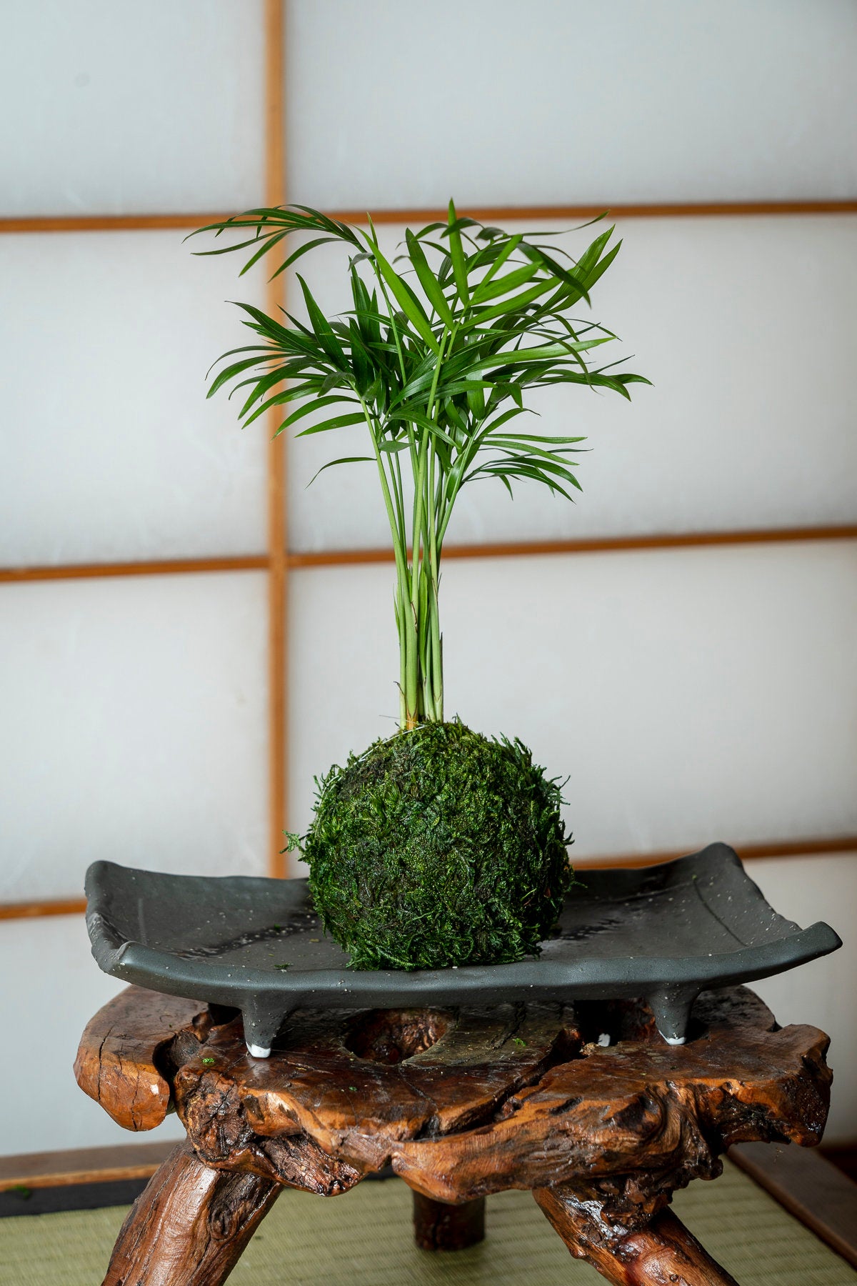 Good for Eco Cube Air! Mini Parlor Palm Kokedama - Moss ball, Japanese Living Art, a spin off of Bonsai, Japanese botanical technique.
