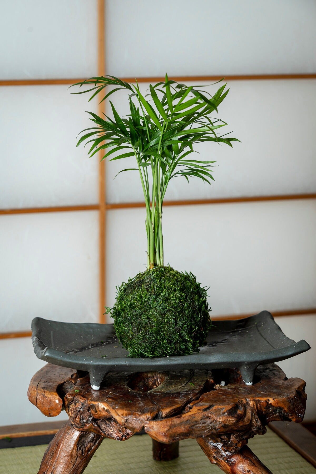 Mini Parlor Palm Kokedama - Moss ball, Japanese Living Art, a spin off of Bonsai, Japanese botanical technique.