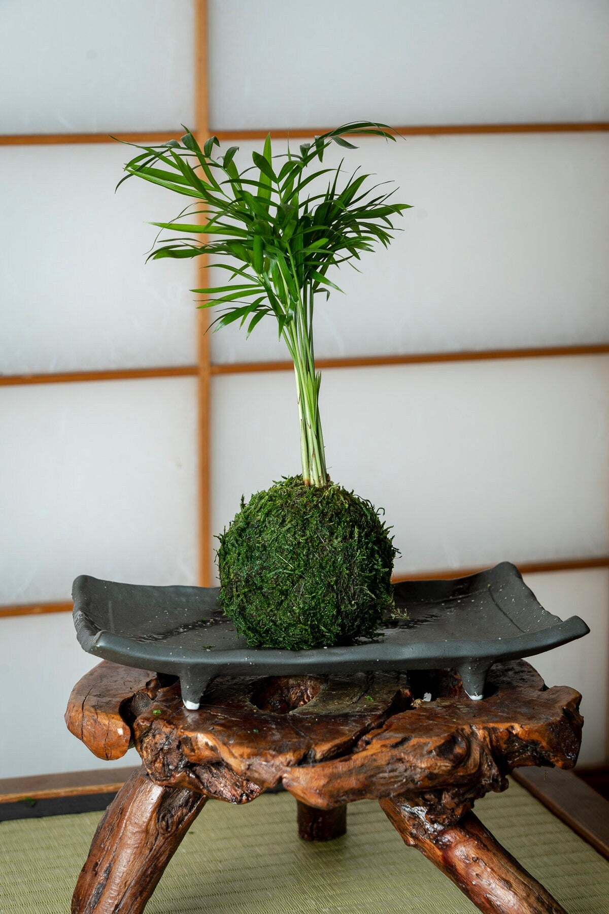 Mini Parlor Palm Kokedama - Moss ball, Japanese Living Art, a spin off of Bonsai, Japanese botanical technique.
