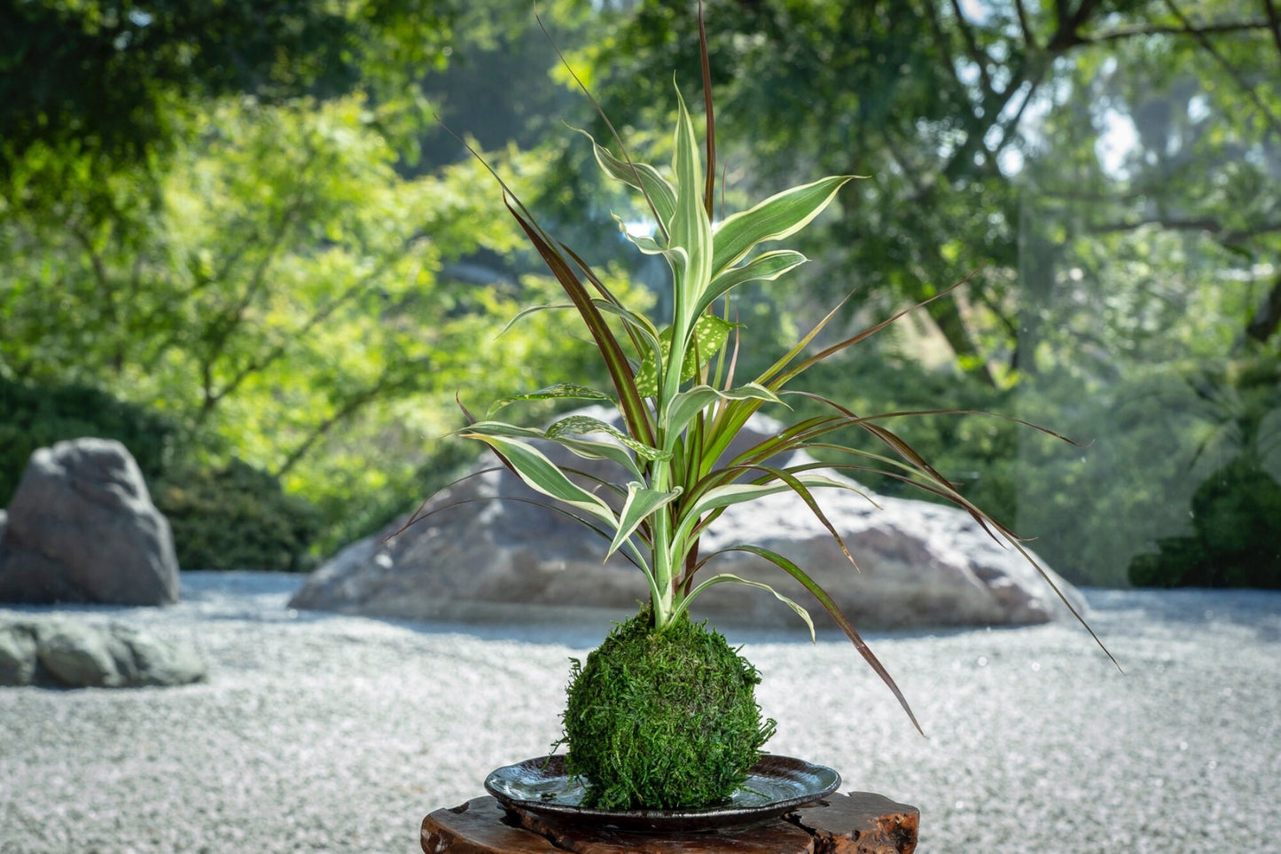 Dracaena Marginata with croton Kokedama, Bring tranquility to your house or office!