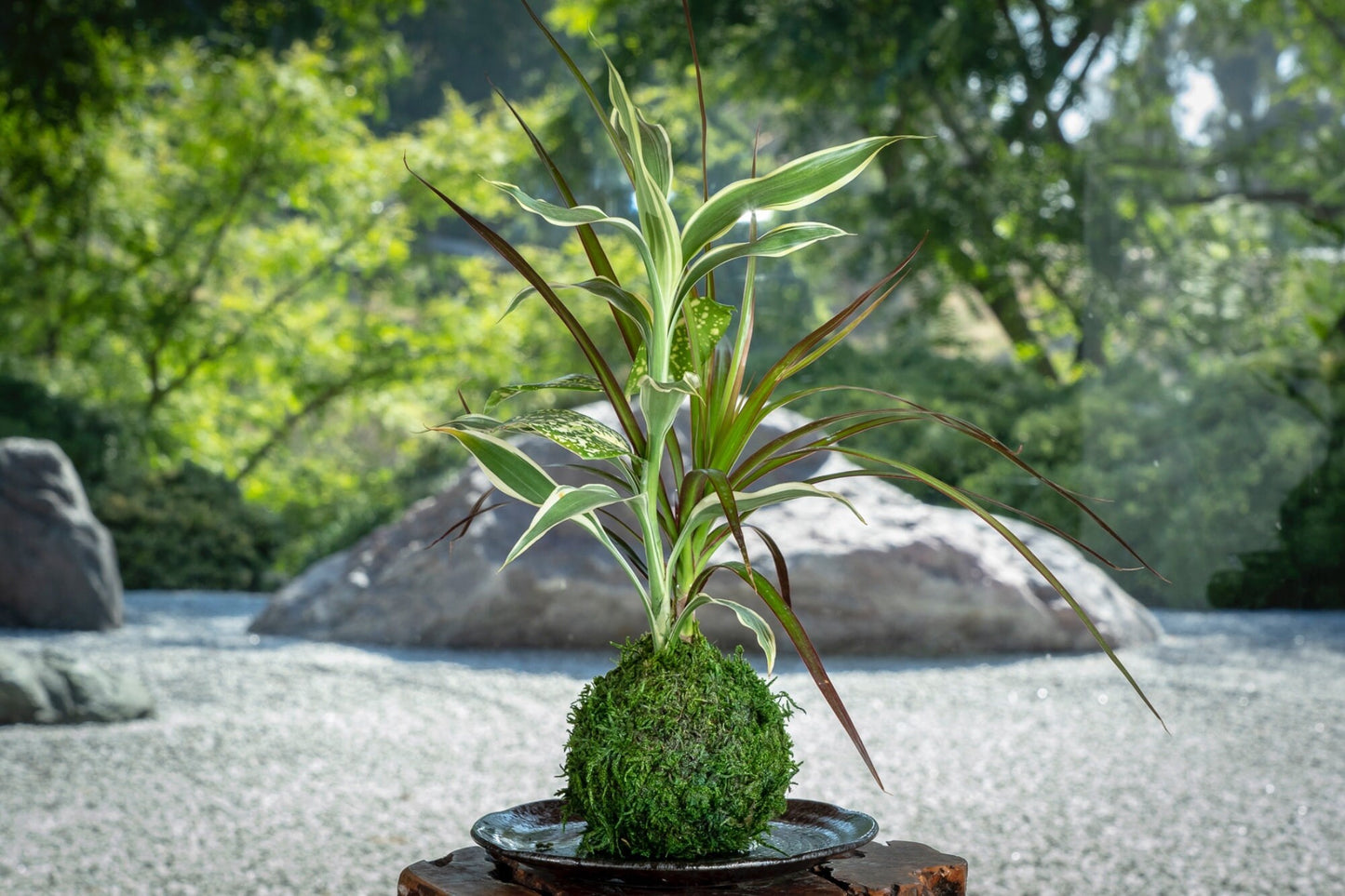 Dracaena Marginata with croton Kokedama, Bring tranquility to your house or office!