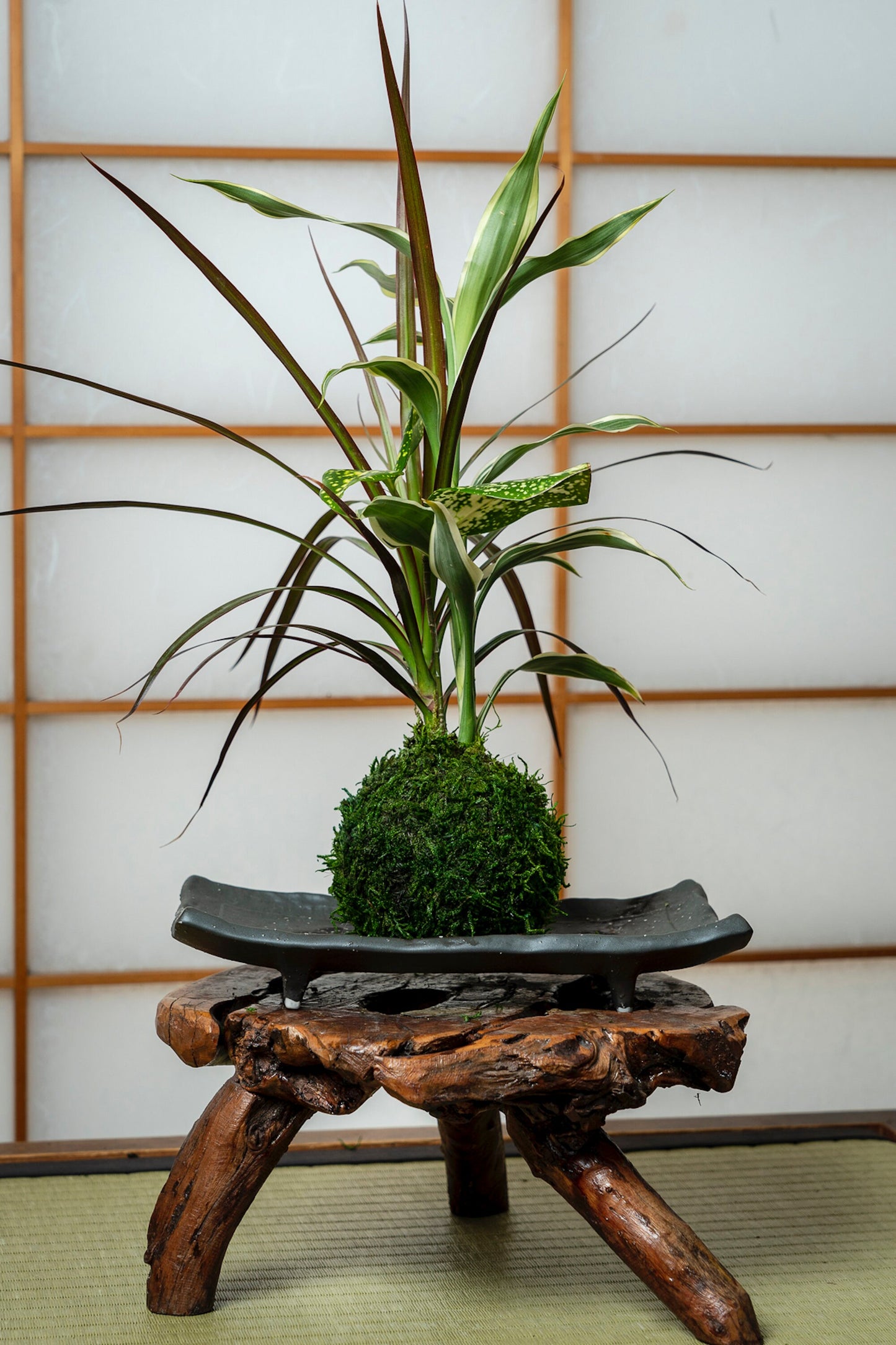 Dracaena Marginata with croton Kokedama, Bring tranquility to your house or office!