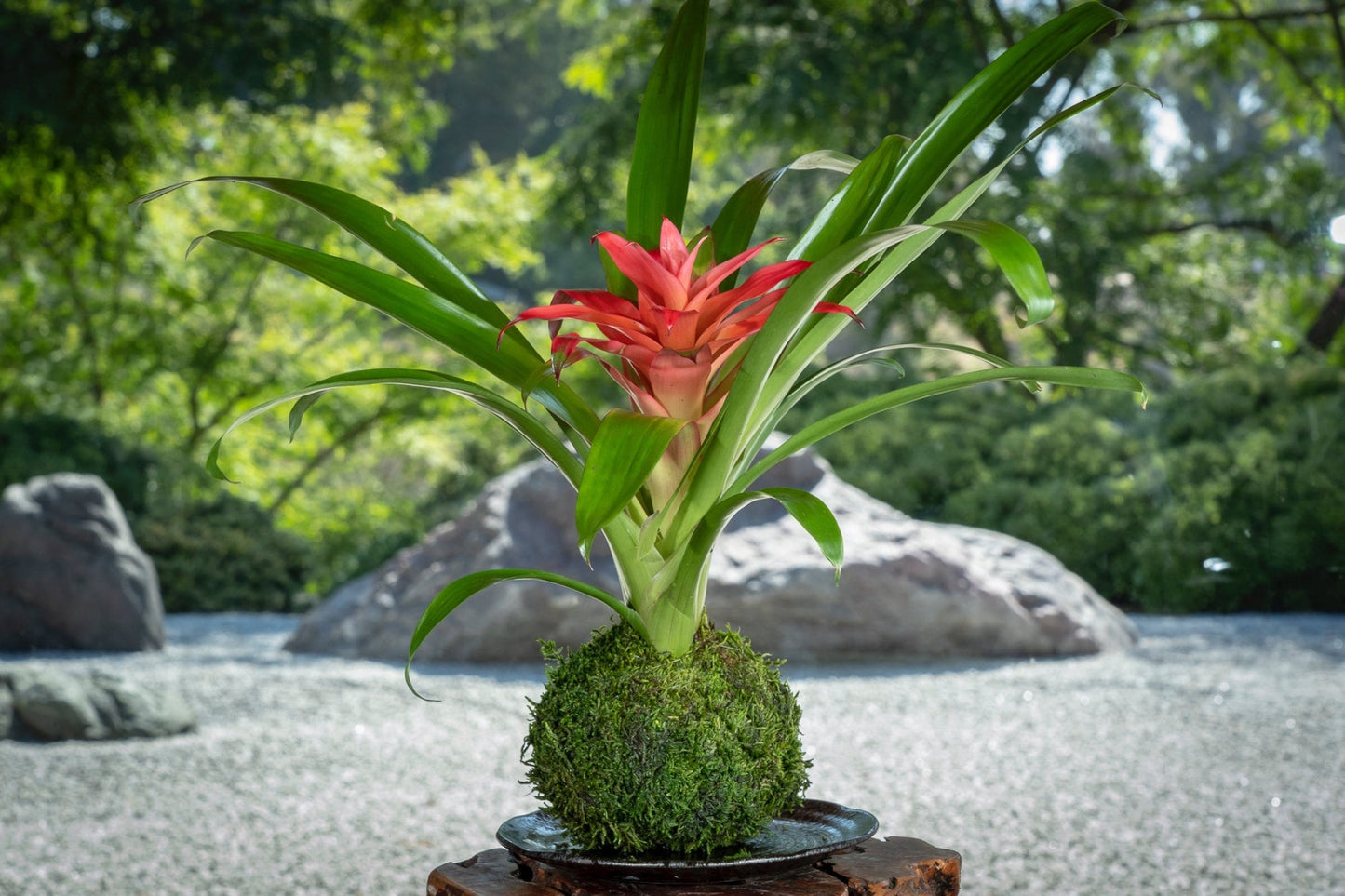 Kokedama - Moss ball, Lovely Pink Bromeliad, Guzmania!