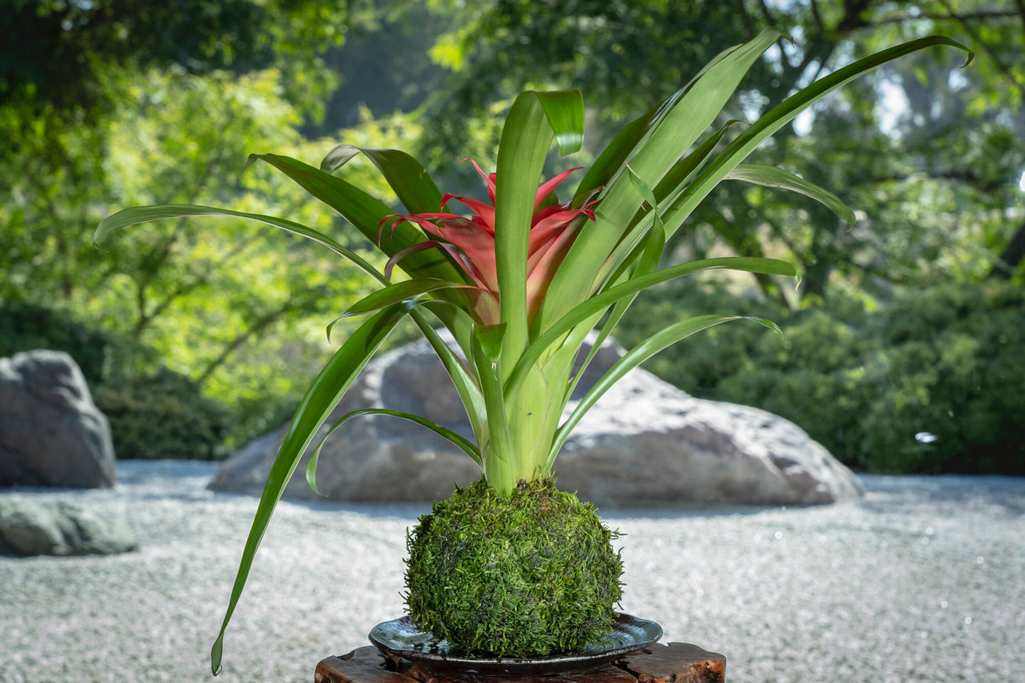 Kokedama - Moss ball, Lovely Pink Bromeliad, Guzmania!