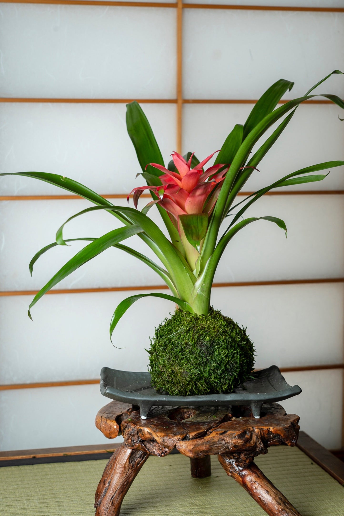 Kokedama - Moss ball, Lovely Pink Bromeliad, Guzmania!
