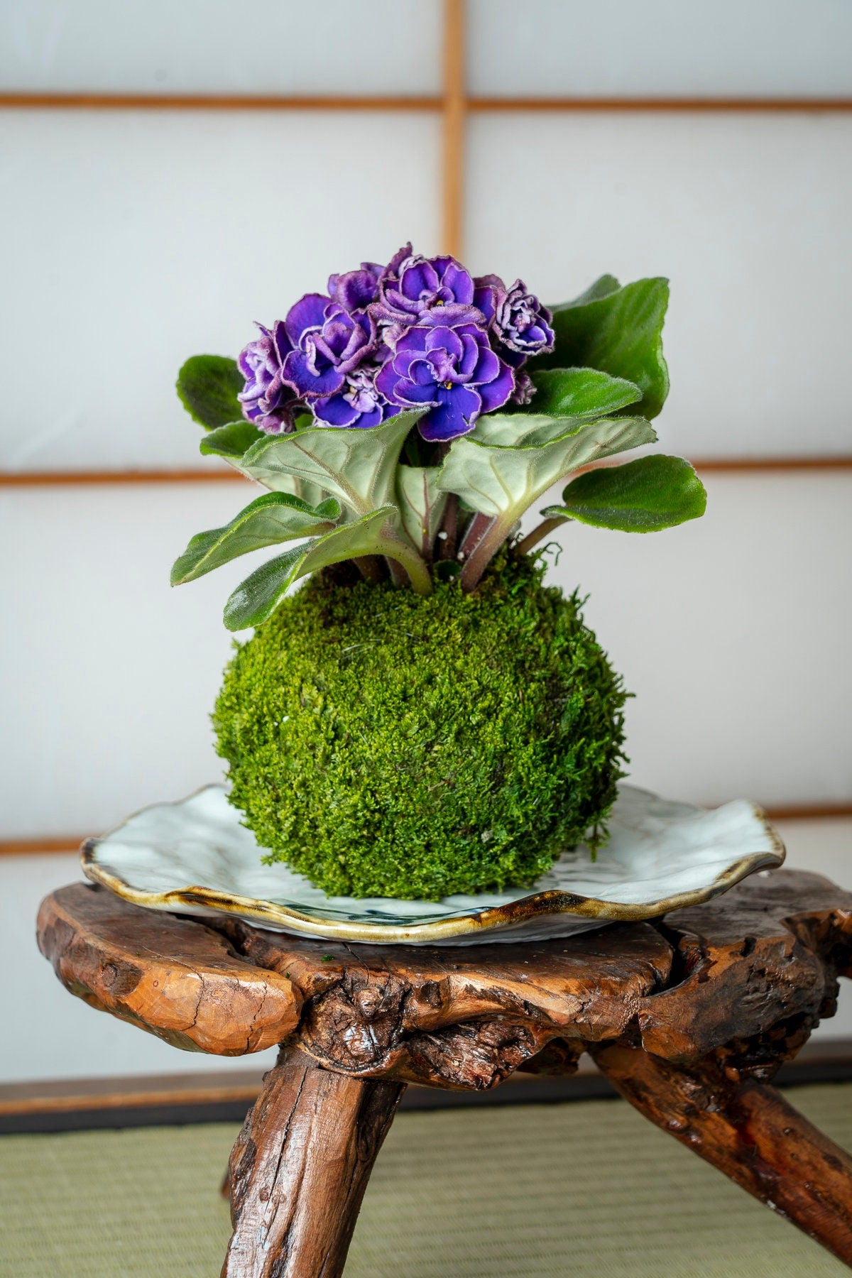 African Violet Kokedama - Moss ball, purple African Violet! Keep bloom perennial flowering plants.