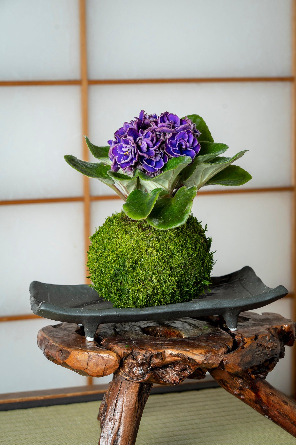 African Violet Kokedama - Moss ball, purple African Violet! Keep bloom perennial flowering plants.