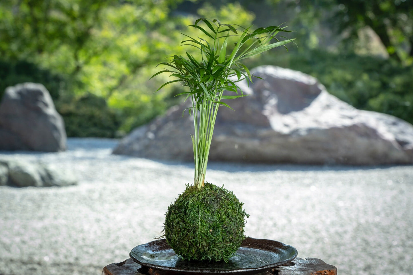 Mini Parlor Palm Kokedama - Moss ball, Japanese Living Art, a spin off of Bonsai, Japanese botanical technique.