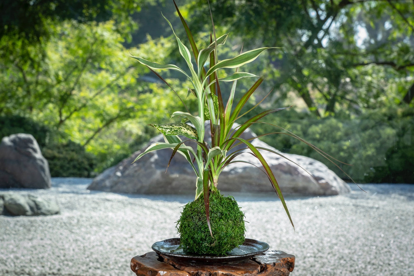 Dracaena Marginata with croton Kokedama, Bring tranquility to your house or office!