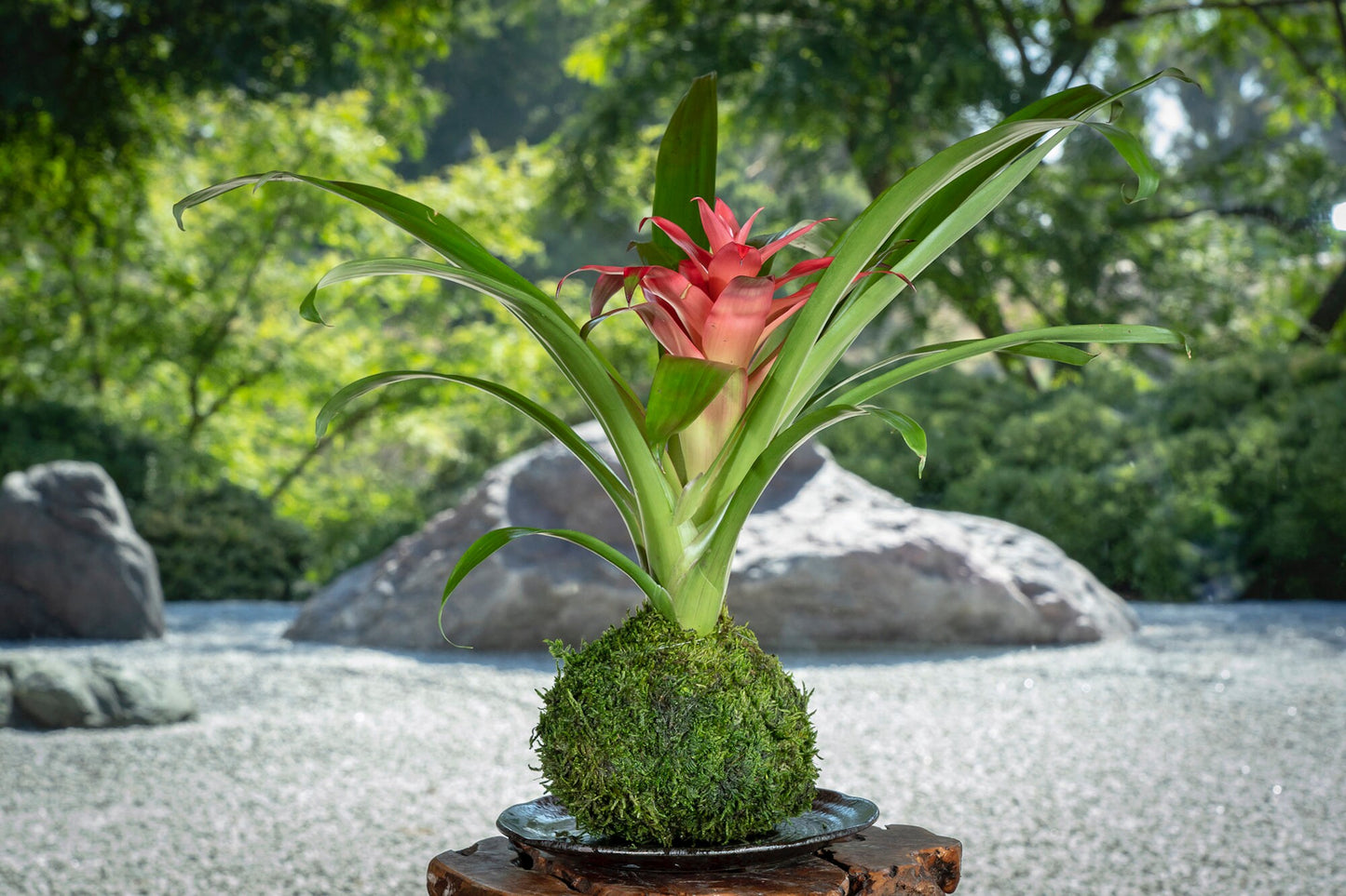 Kokedama - Moss ball, Lovely Pink Bromeliad, Guzmania!