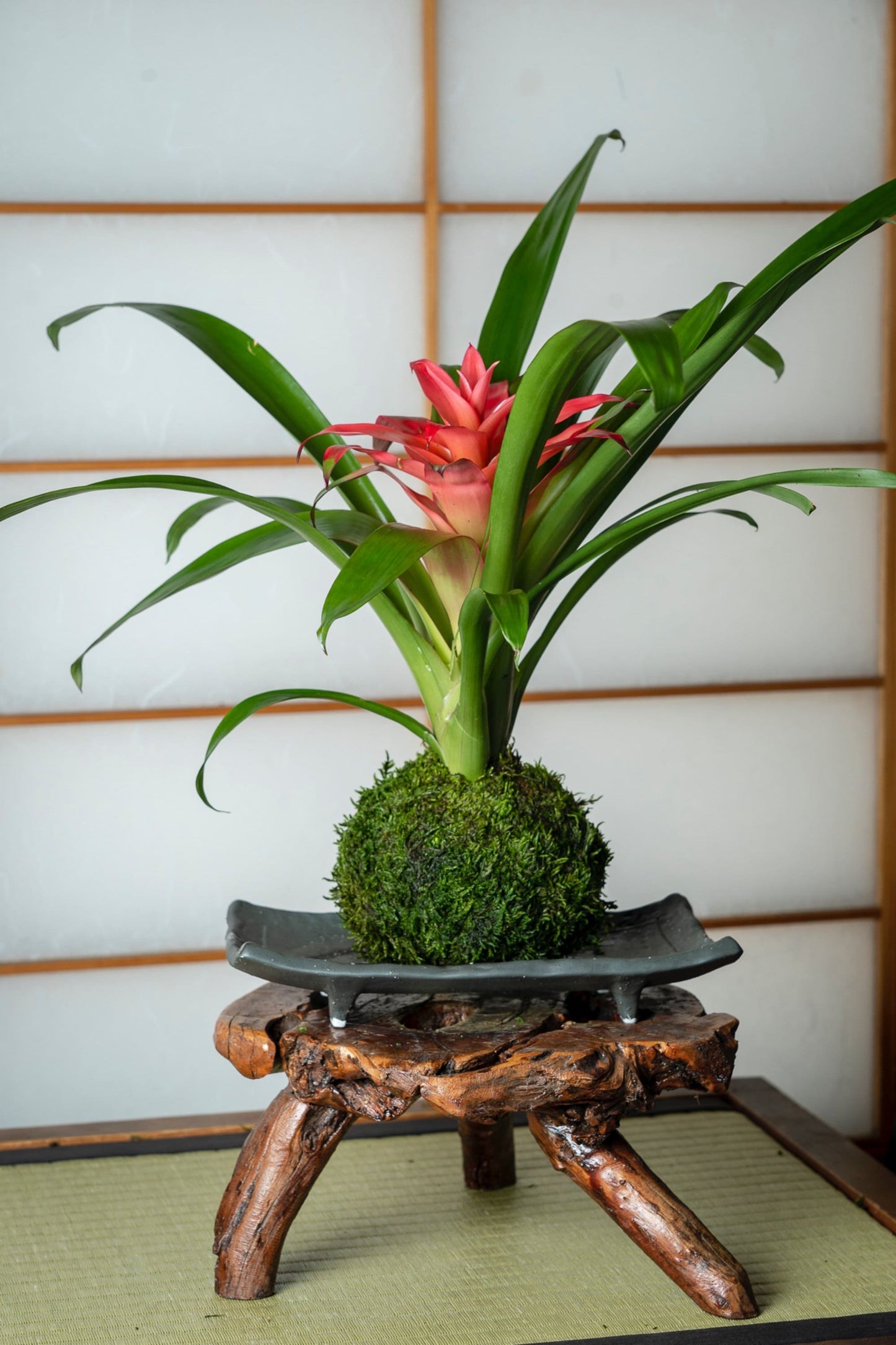 Kokedama - Moss ball, Lovely Pink Bromeliad, Guzmania!