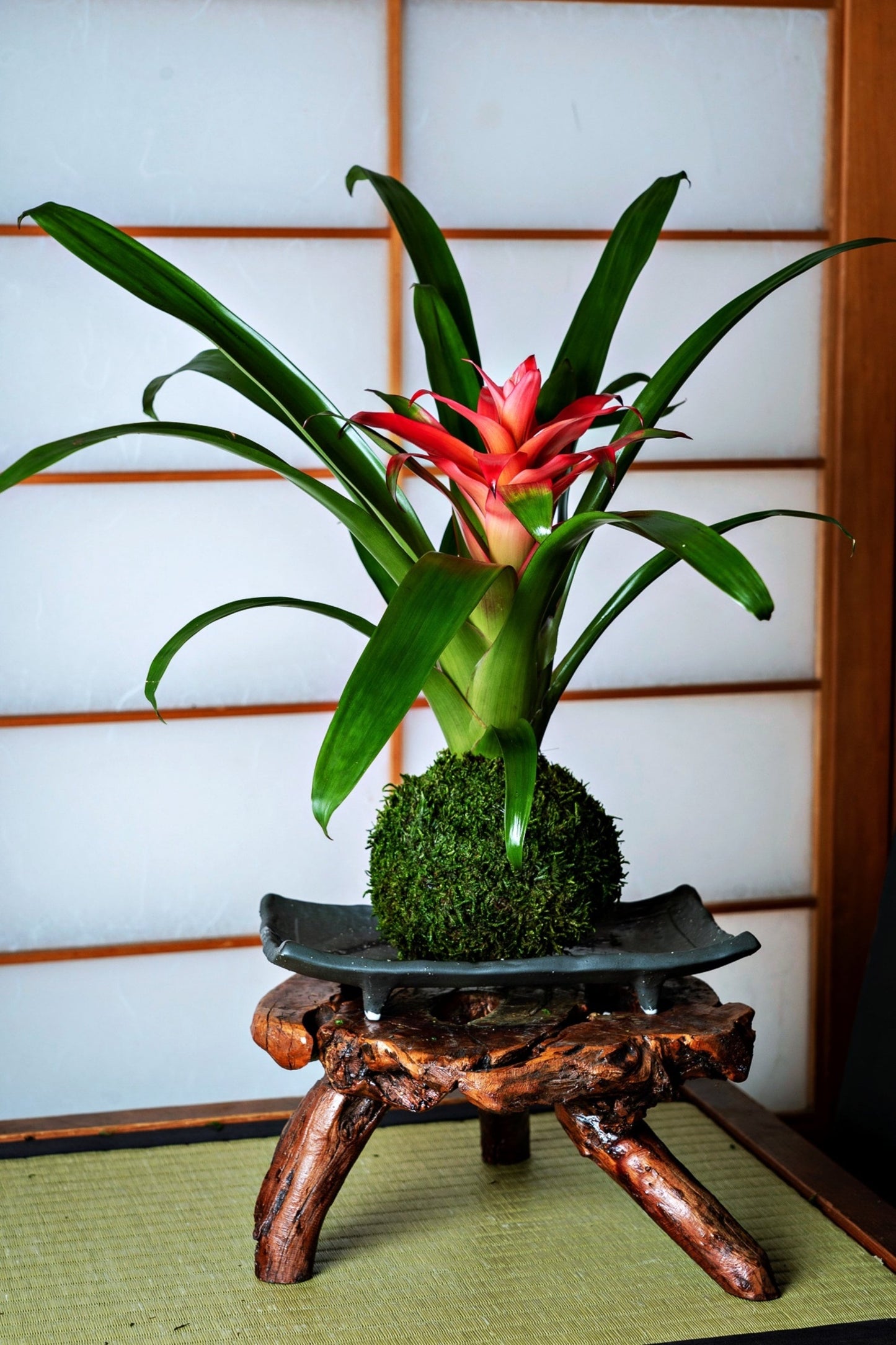 Kokedama - Moss ball, Lovely Pink Bromeliad, Guzmania!