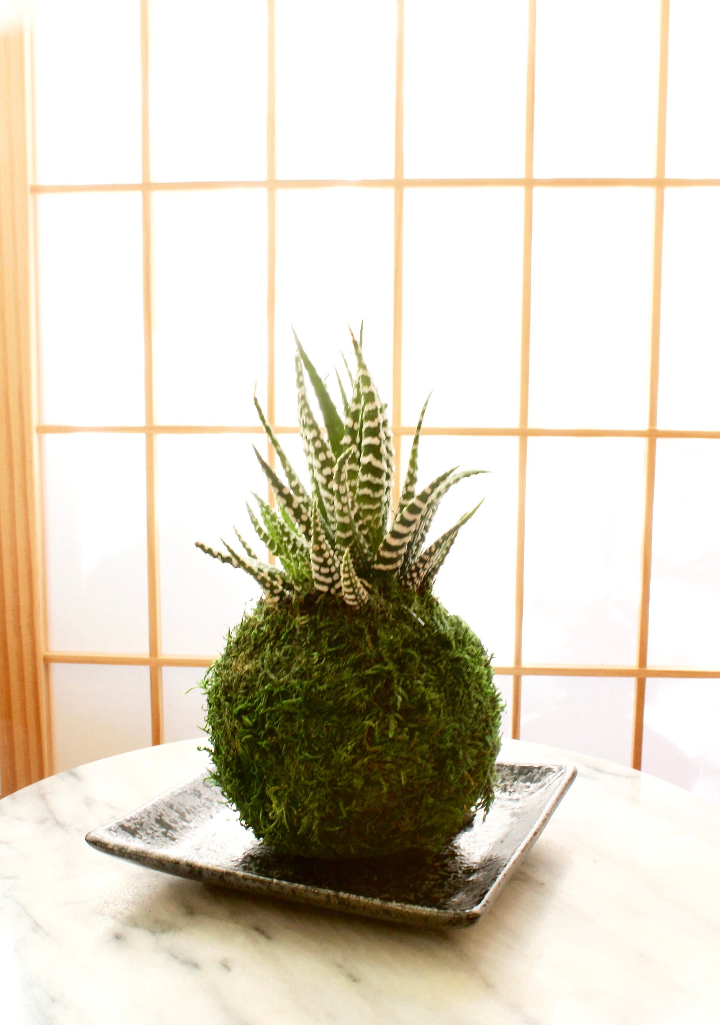 Square black grazed and paint design saucer for Small to Medium Kokedama
