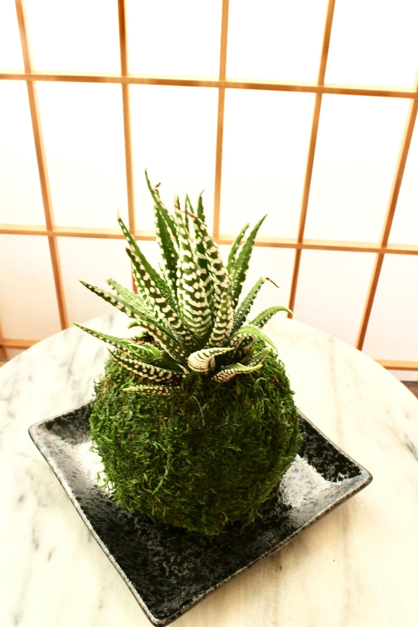 Square black grazed and paint design saucer for Small to Medium Kokedama