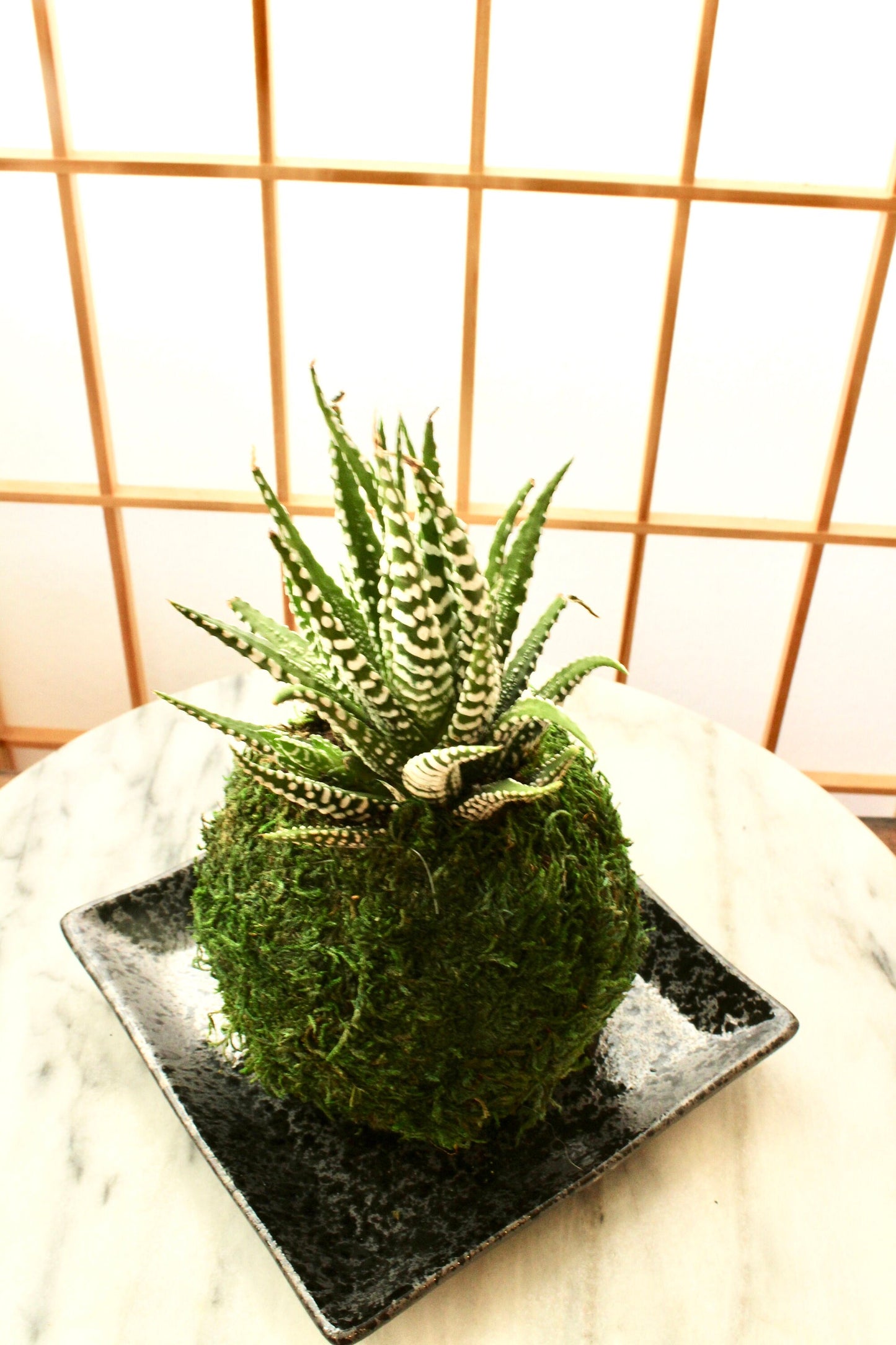 Square black grazed saucer for Small to Medium Kokedama